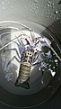 IMG-20230510-WA0006_011154.jpg